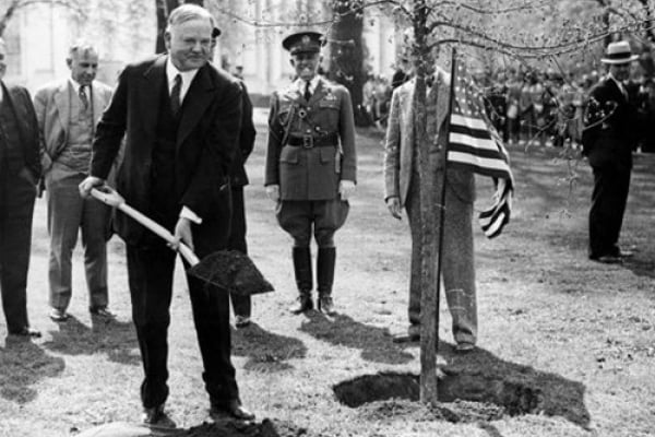 US President Hoover planting a tree in celebration of Arbor Day