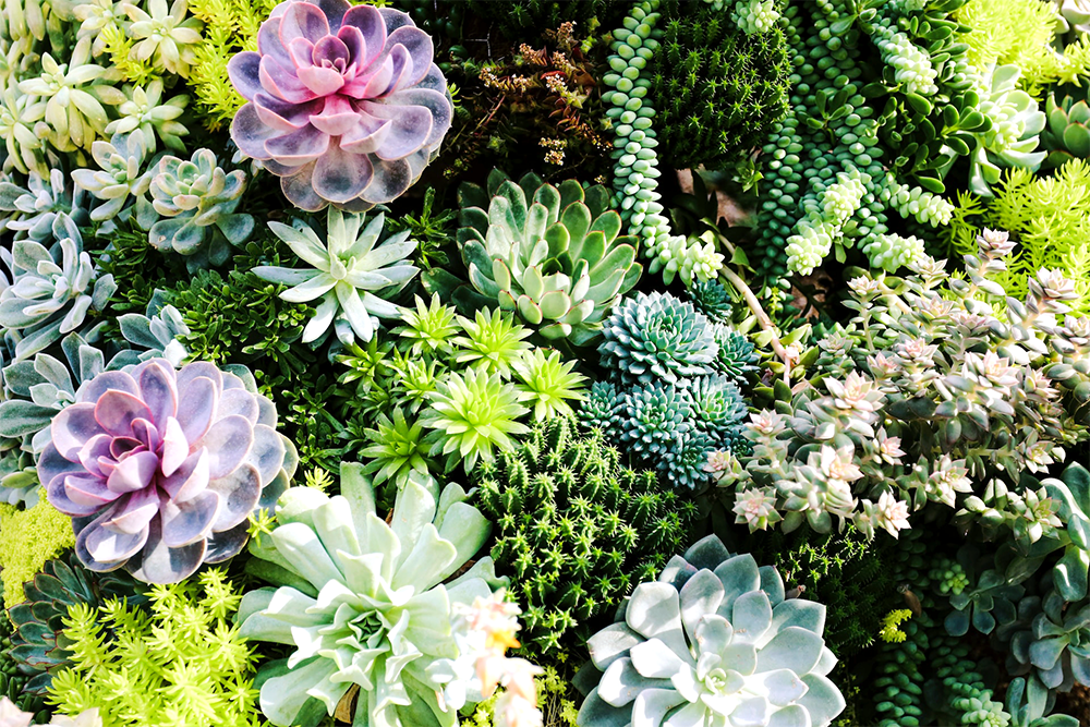 Takeoff Monkey blog image: What's a landscape takeoff? Image of succulent garden